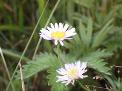 Erigeron decumbens