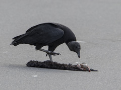 Coragyps atratus foetens