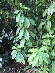 Costus spiralis