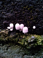 Coprinellus disseminatus
