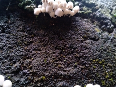Coprinellus disseminatus