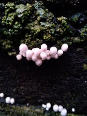 Coprinellus disseminatus