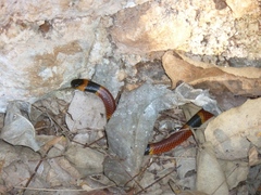 Micrurus diastema