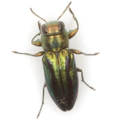 Chrysobothris purpureovittata