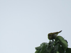 Hylophilus thoracicus