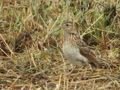 Alauda arvensis japonica