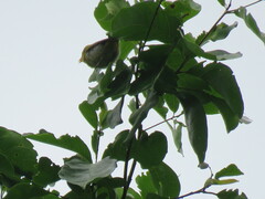 Hylophilus thoracicus