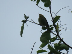 Hylophilus thoracicus