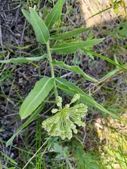 Asclepias lanuginosa