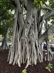 Ficus dendrocida