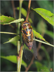 Vagitanus terminalis