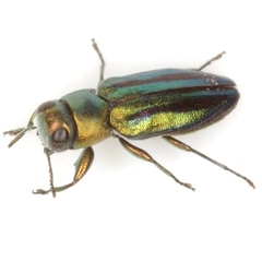 Chrysobothris purpureovittata