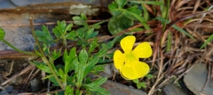 Ranunculus formosa-montanus