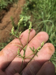 Polygala verticillata isocycla