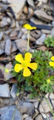 Ranunculus formosa-montanus