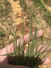 Eragrostis frankii