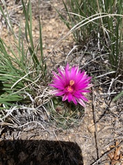 Mammillaria wrightii wrightii