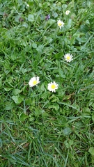 Bellis perennis