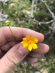 Coreopsis grandiflora inclinata