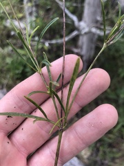 Coreopsis grandiflora inclinata