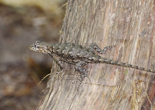 Eastern Fence Lizard, photo 6 of 8