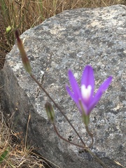 Brodiaea leptandra
