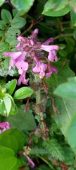 Pedicularis refracta transmorrisonensis