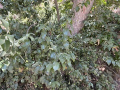 Prunus ilicifolia lyonii