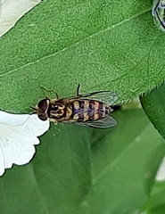 Syrphus opinator