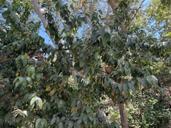 Prunus ilicifolia lyonii