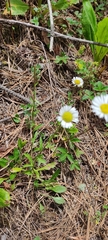 Erigeron galeottii