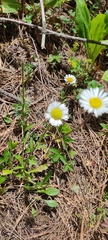 Erigeron galeottii