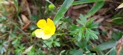 Ranunculus formosa-montanus
