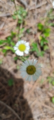 Erigeron galeottii