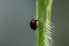 Coleoptera