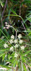 Pimpinella niitakayamensis
