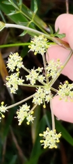 Pimpinella niitakayamensis