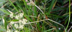 Pimpinella niitakayamensis