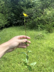 Silphium confertifolium