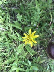 Silphium confertifolium