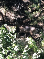 Odocoileus hemionus columbianus