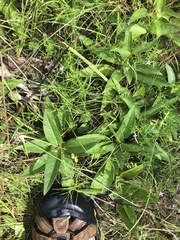Silphium confertifolium