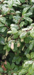 Lonicera kawakamii