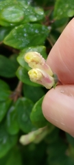 Lonicera kawakamii