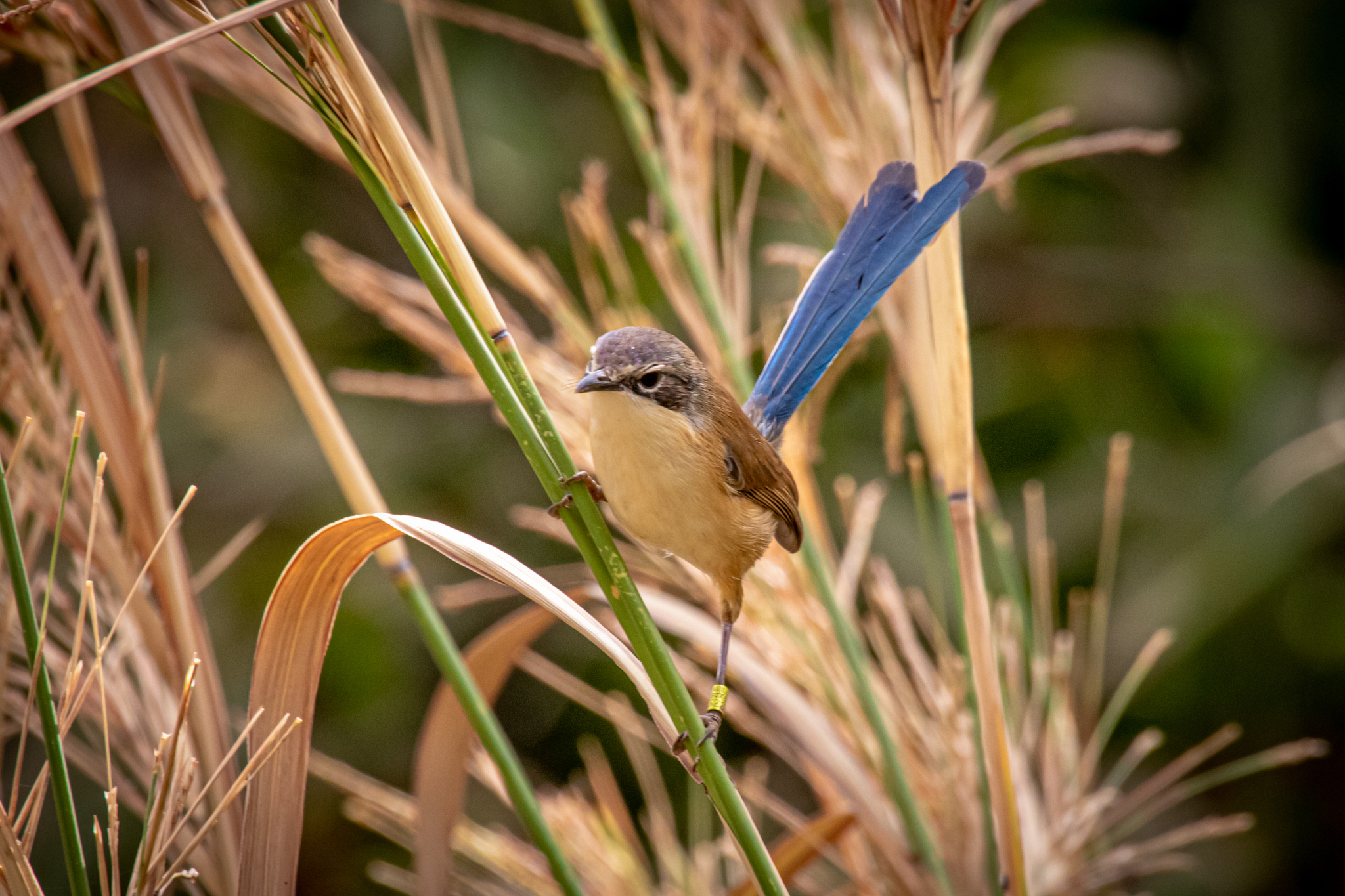 Purple-crowned Fairywren (Malurus coronatus), photo 3