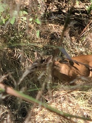 Odocoileus hemionus columbianus
