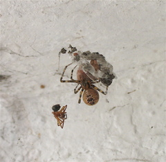 Tidarren sisyphoides