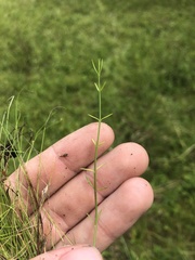 Agalinis oligophylla