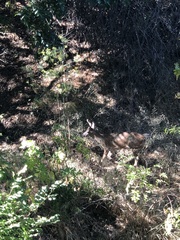 Odocoileus hemionus columbianus