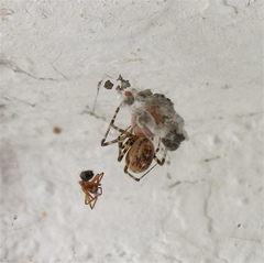 Tidarren sisyphoides